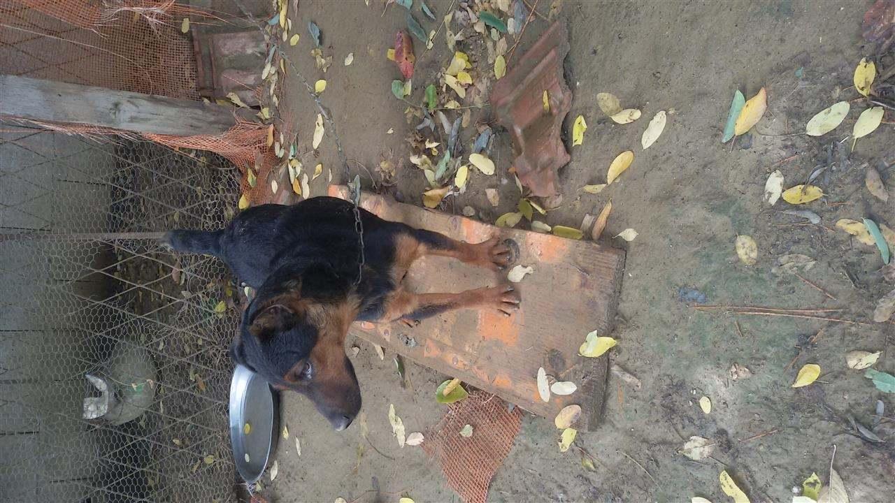 Shitet-Bubi