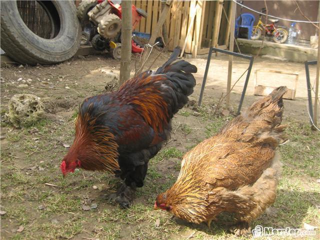 Brahma