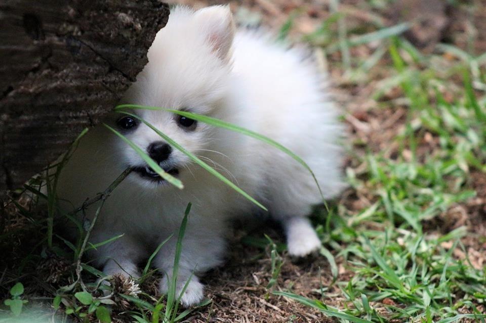 Bebe-pomeranez