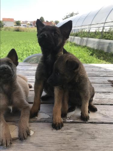 Belg malinois 