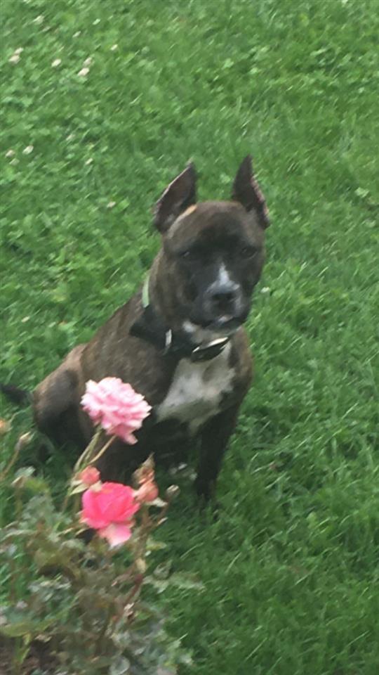 Pitbull