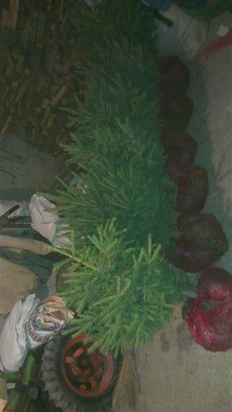 Bredha-