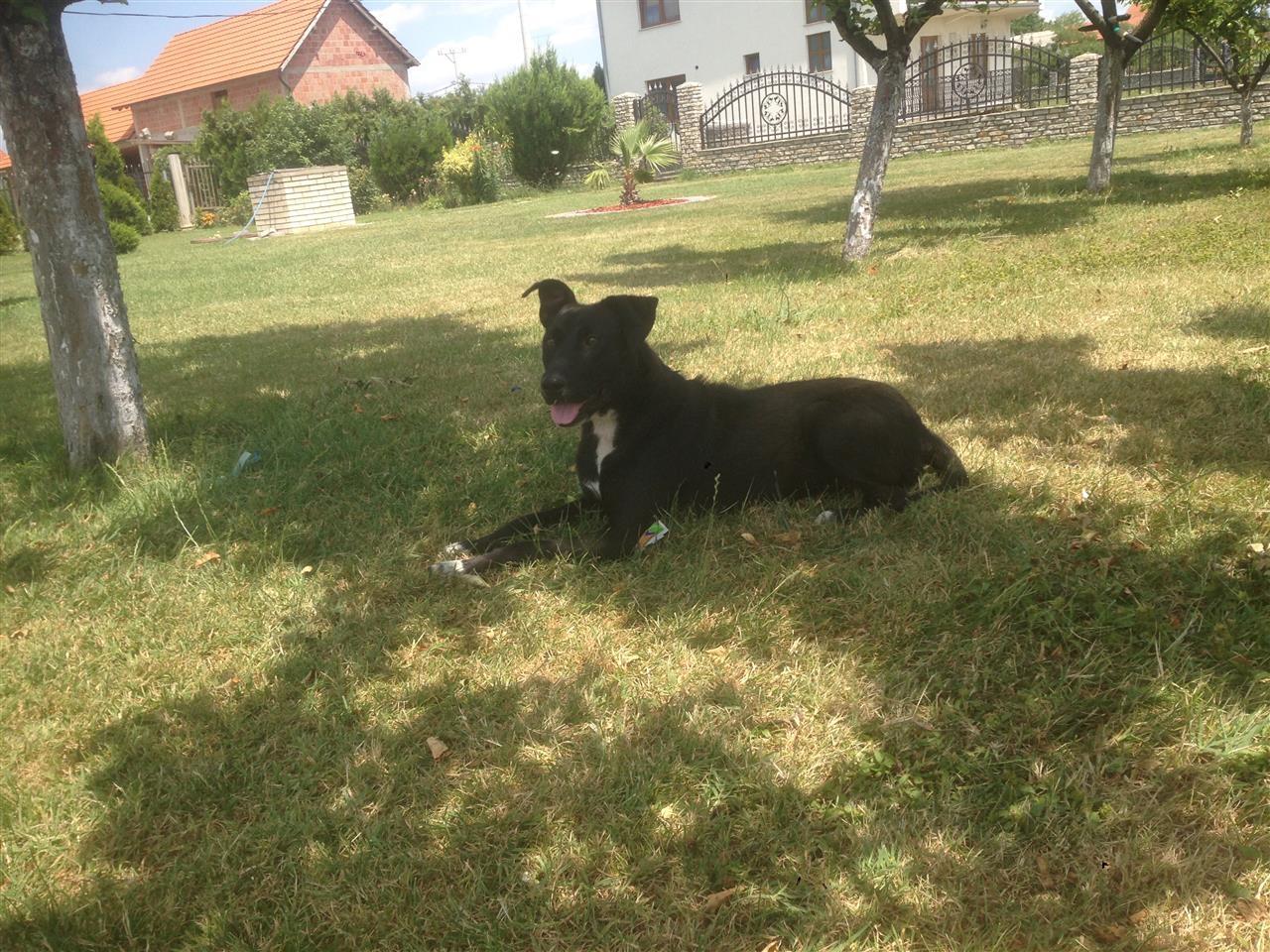 Pitbull-