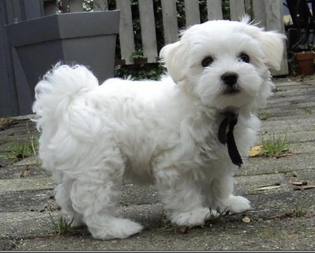 Maltezer