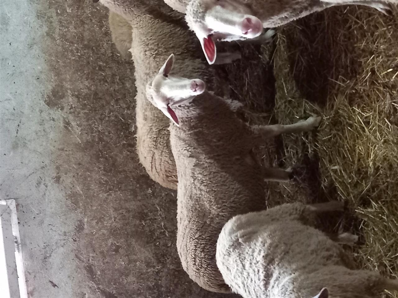 Shiten-dhet