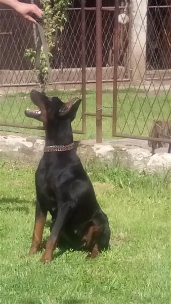 Qen-doberman