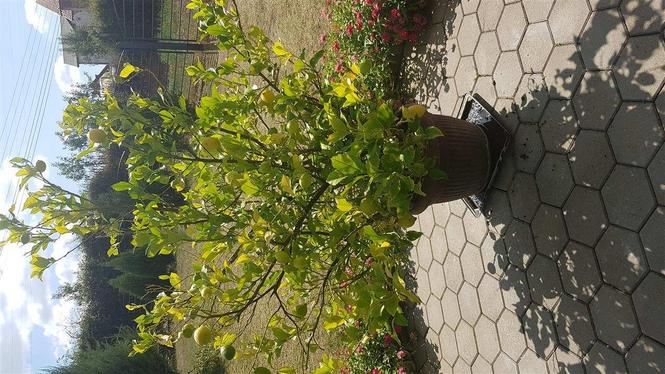 limon