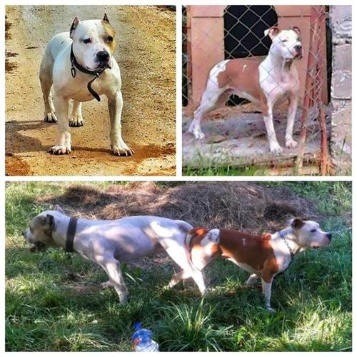  Pitbulla 