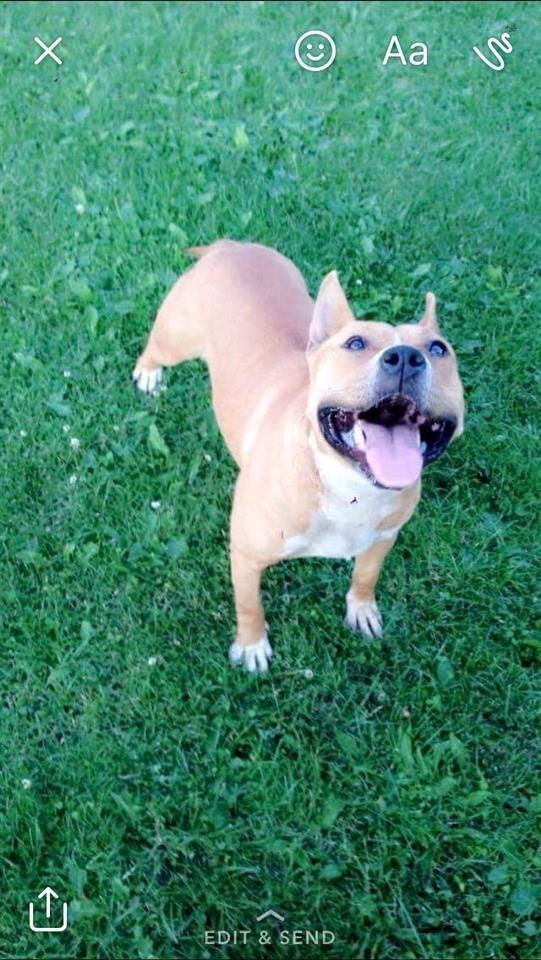 Pitbull