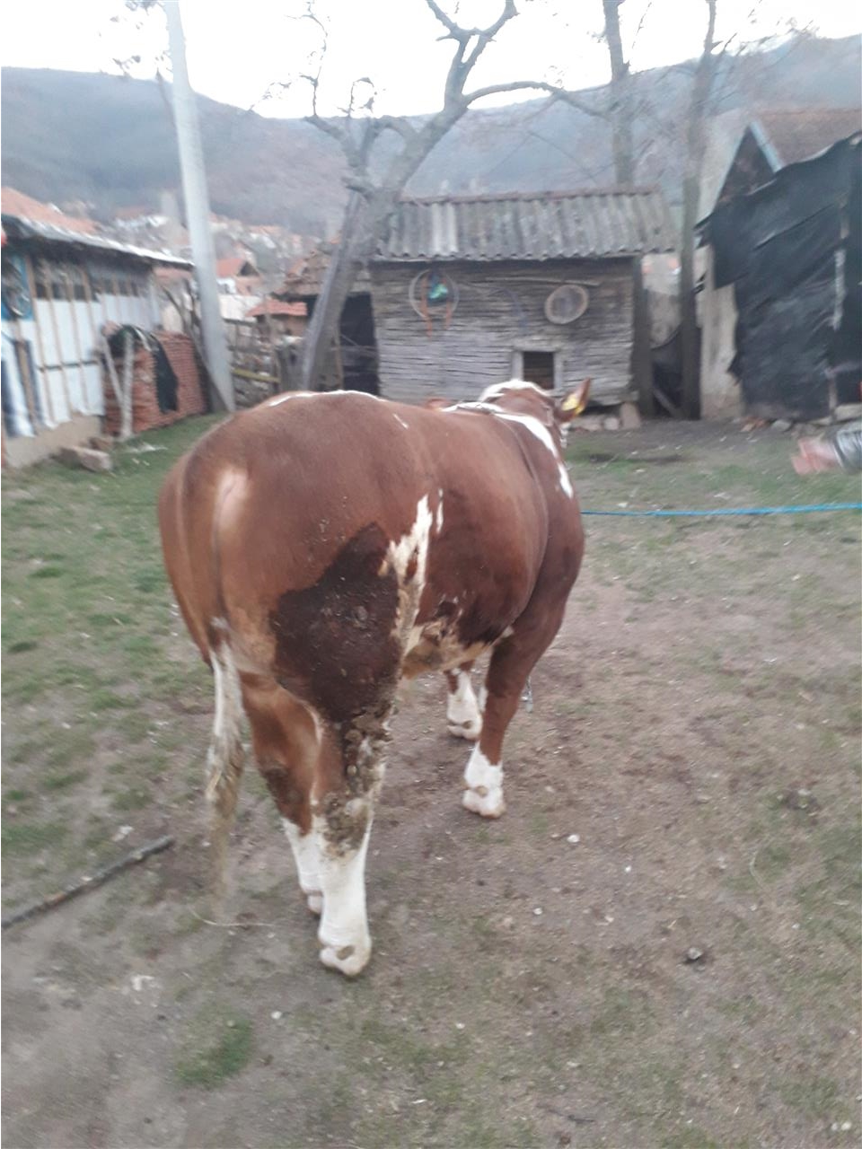 Bik-