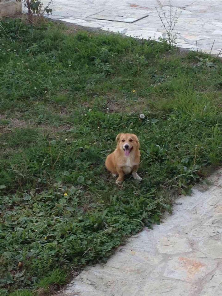 Minik