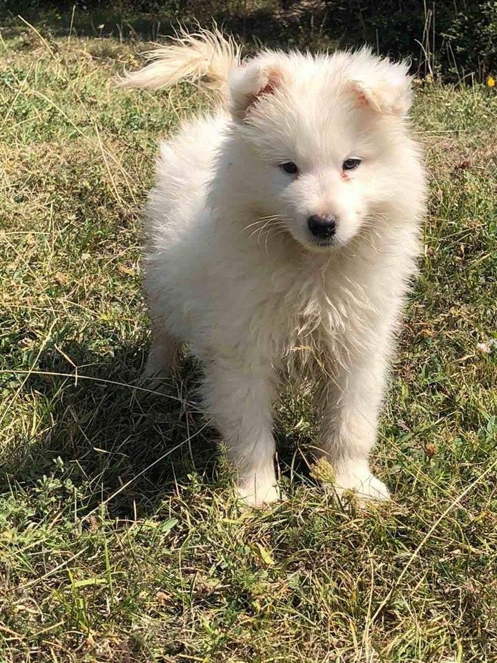 Samoyed----extra-qmim