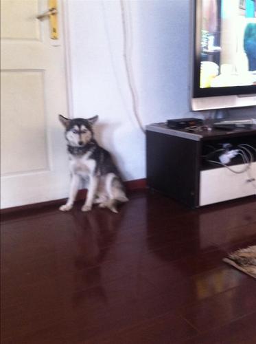 Hasky 