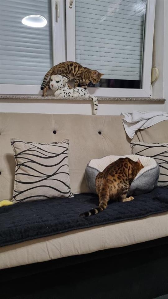 Mace-Bengal
