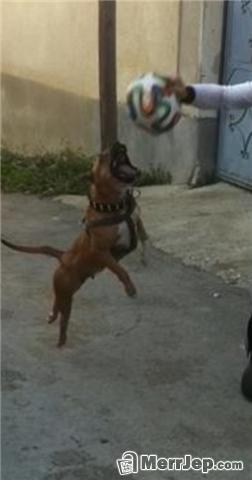 Pitbull