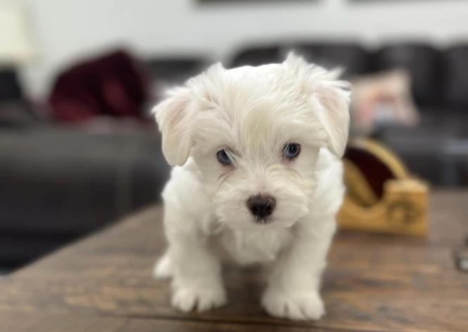 Maltese