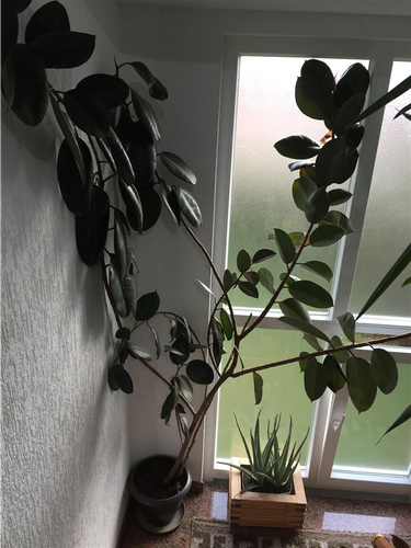 Fokus