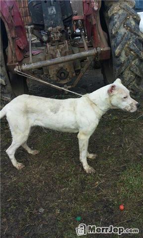 Dog argentina
