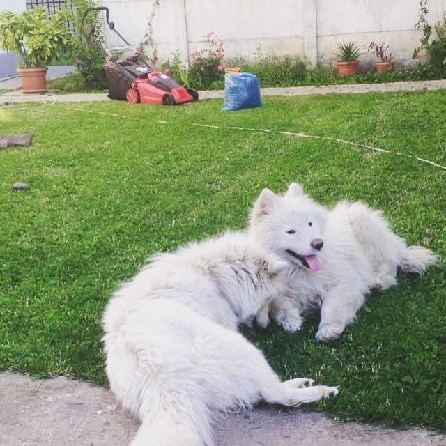 Samoyed