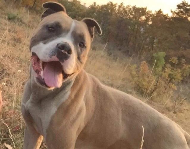 Pitbull