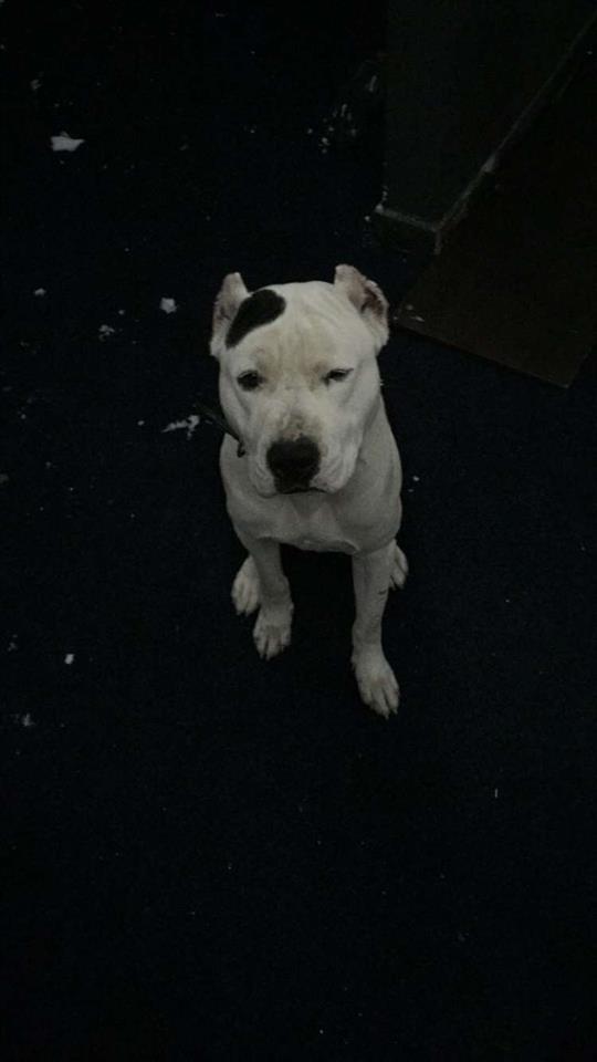 Pit-bull-