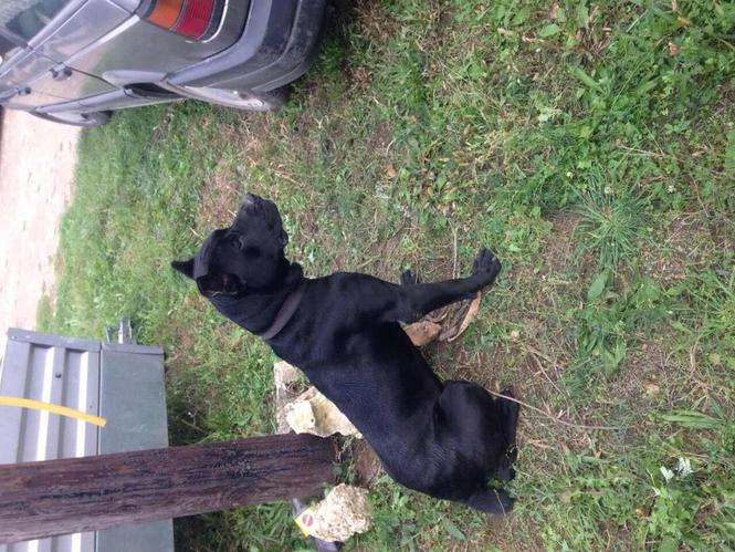 Maxi