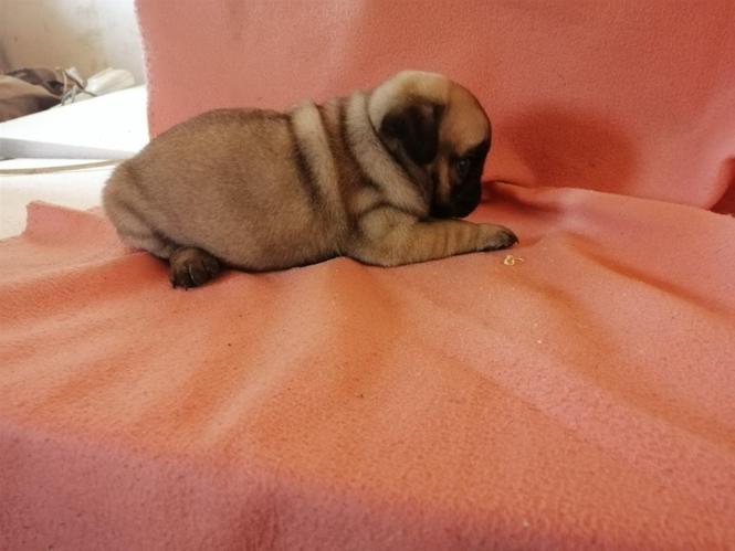 Mops
