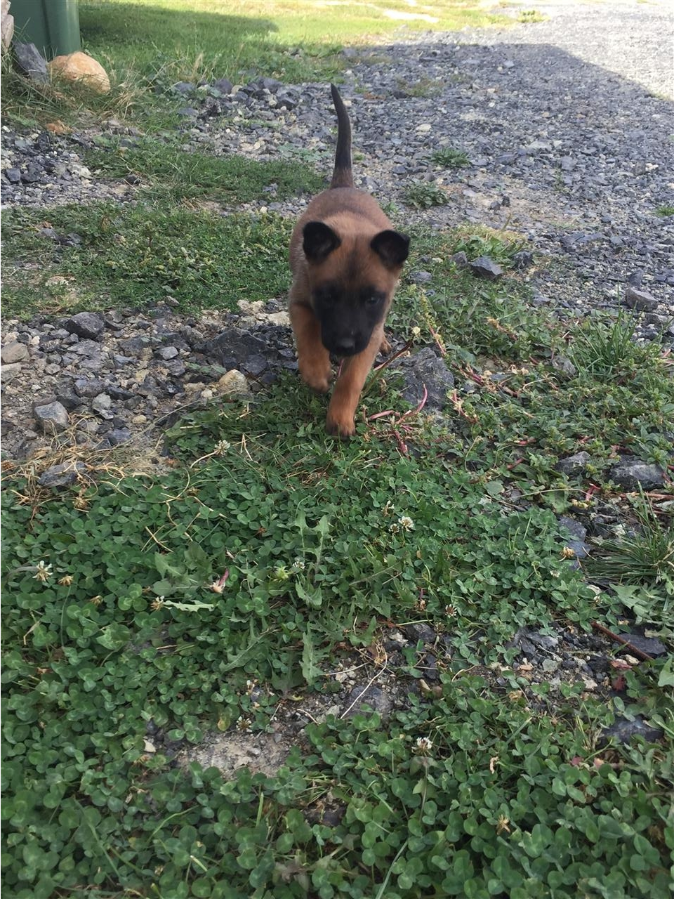 Malinois
