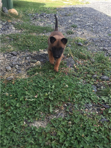 Malinois