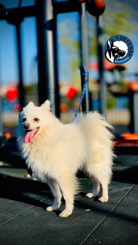 Minispitz 