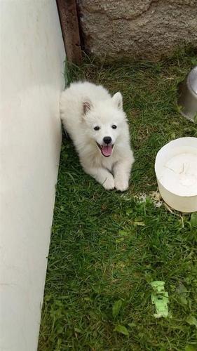 Spitz gjerman