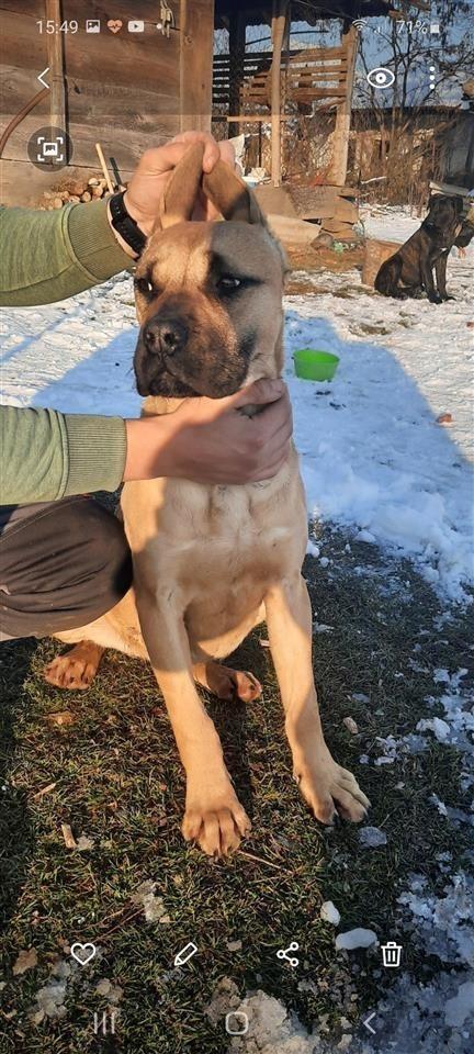 Cane-Corso