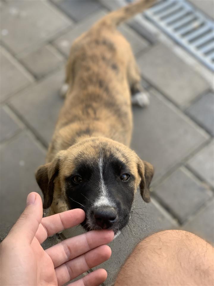 Jepet-per-adoptim-qeni
