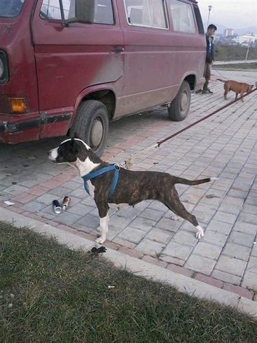 Pitbull