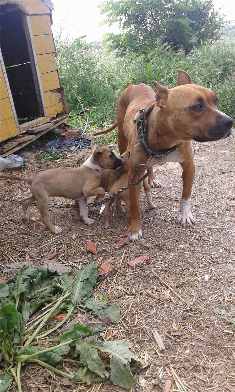 Pitbulla-klysh