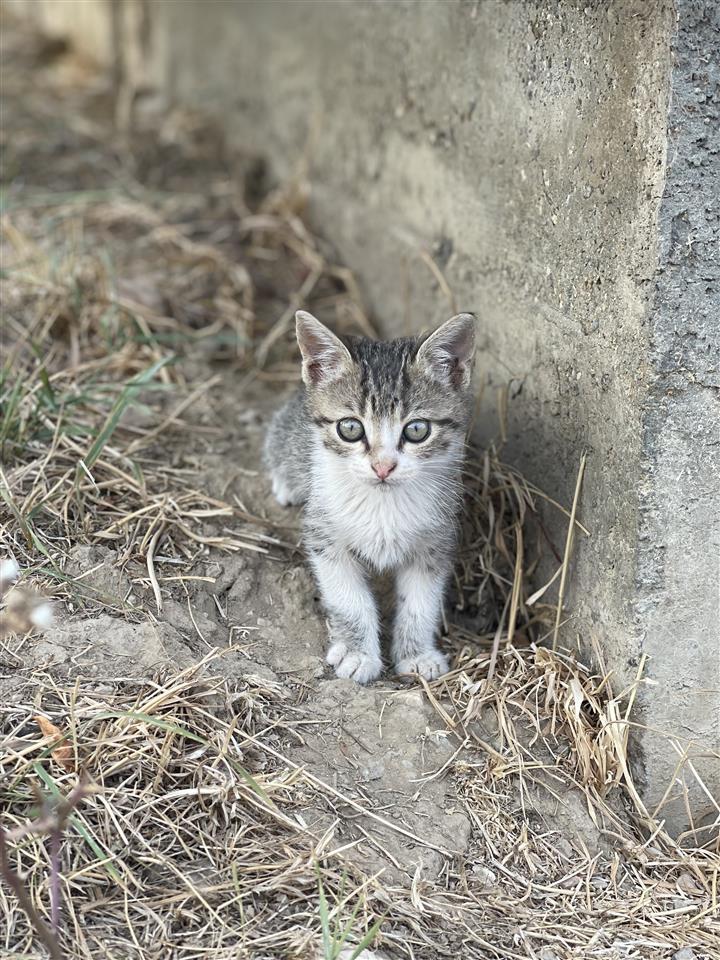 Adoptim-kotelesh-