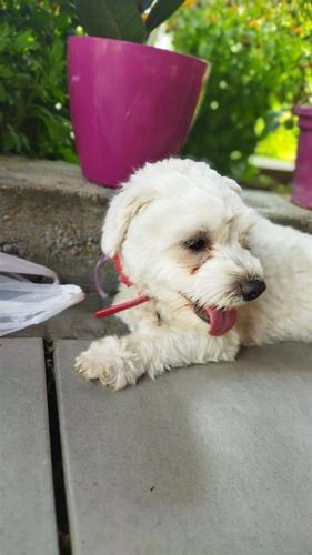 Mini maltezer
