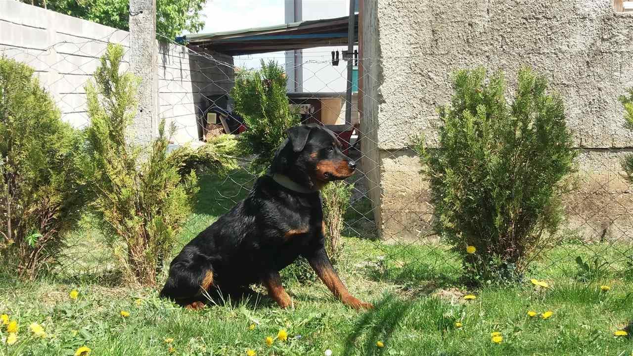 Shes-qenin-Rottweiler-