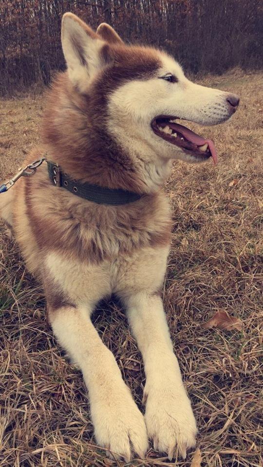 Hasky-