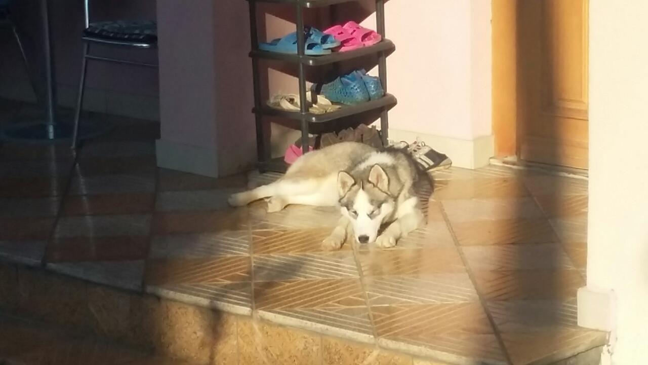 Haski