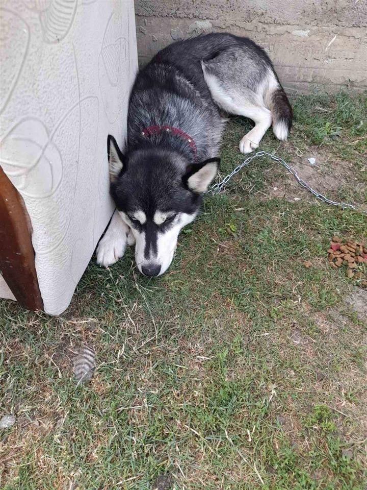 HASKI