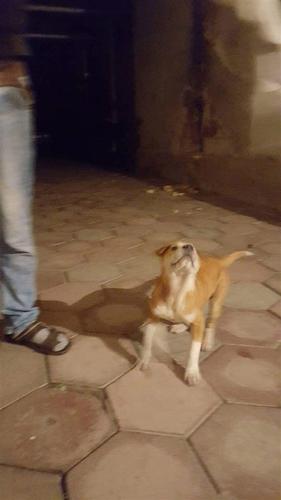 PitBull