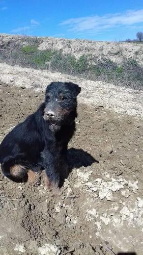 Tettier