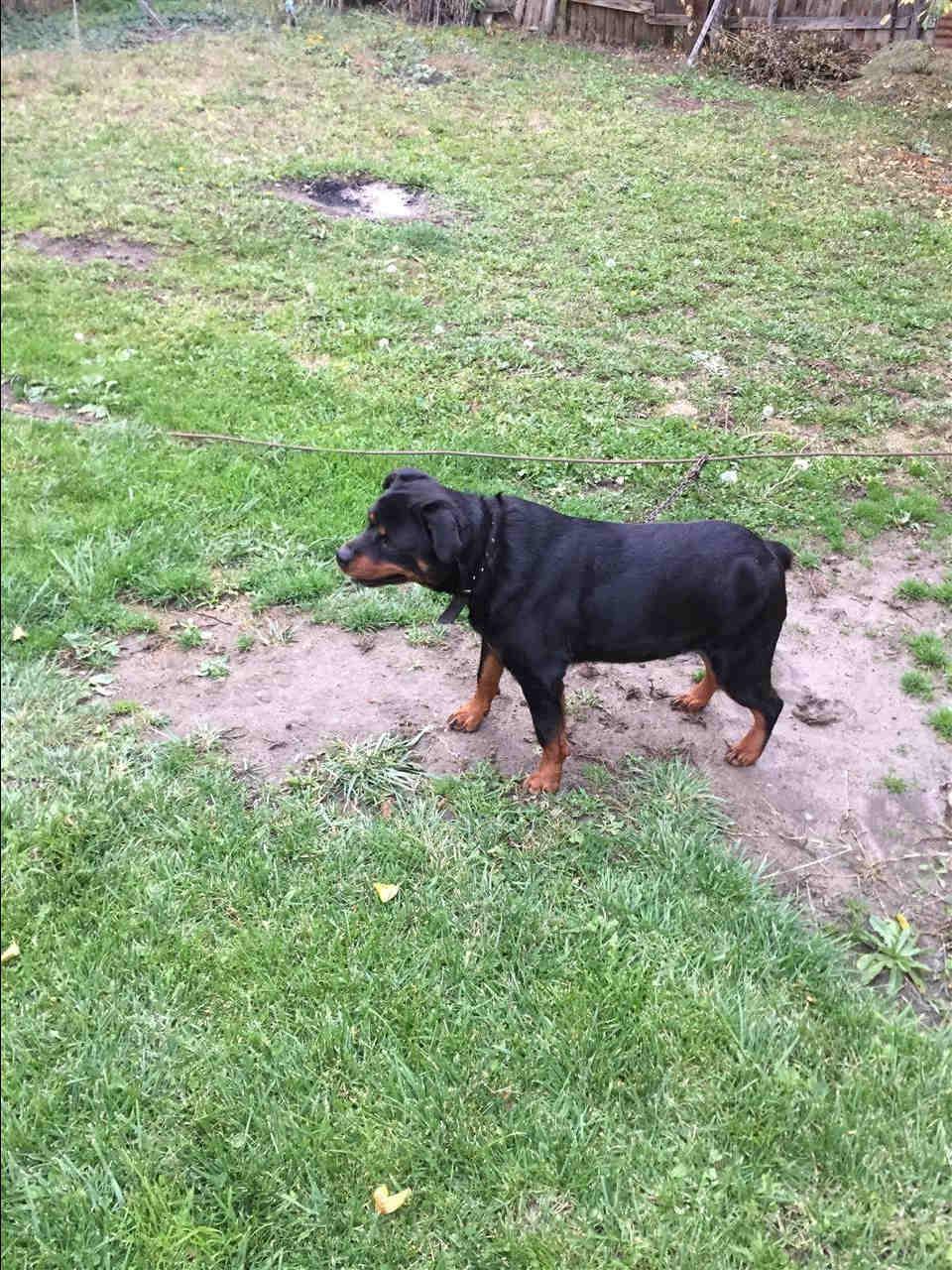 Rottweiler
