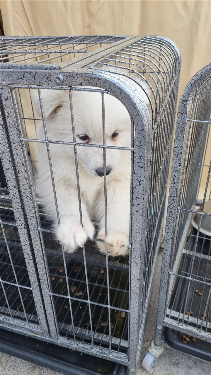 Samoyed