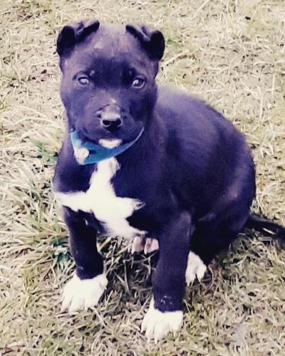 Pitbull 