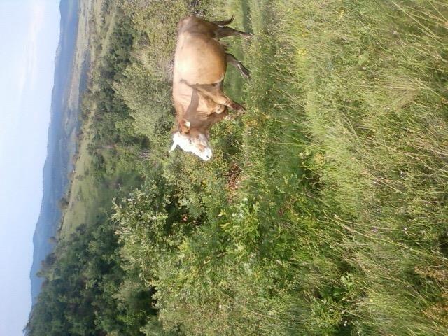 Lopa