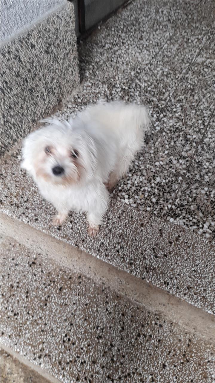 Maltese