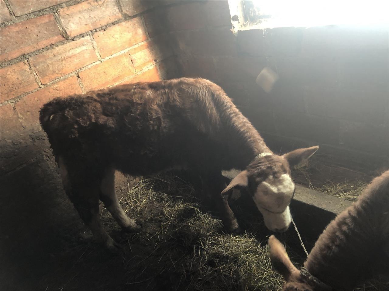 shiten