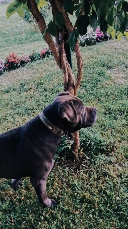 Cane-Corso